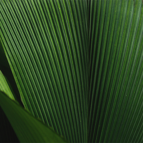 I prodotti “green” del mercato assicurativo in italia