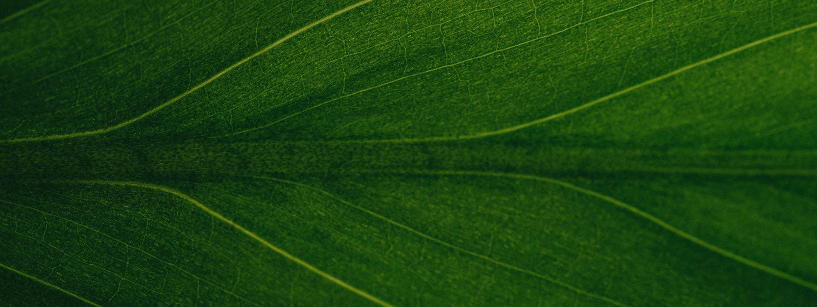 Managing Climate Risk In The U.S. Financial System, Report Of The Climate-Related Market Risk Subcommittee