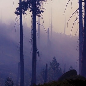 The Burning Issue: Managing Wildfire Risk 