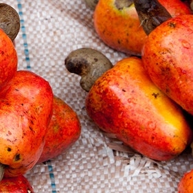 Boosting The Cashew Supply Chain In Brazil 