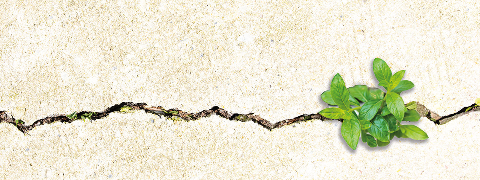 Health Innovation Journal Volume 1