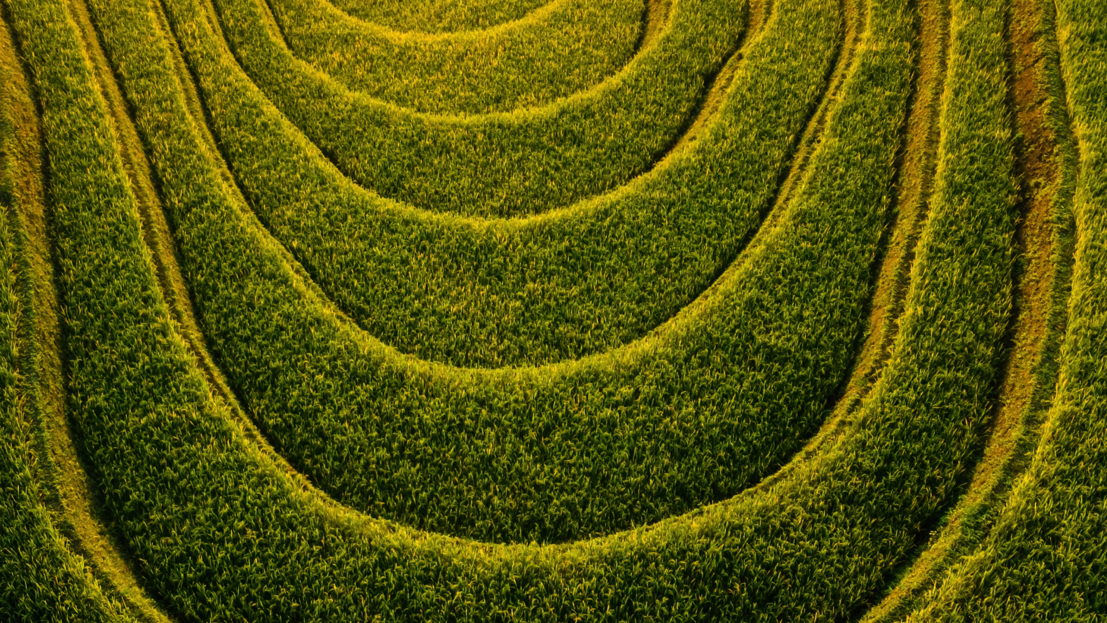 Aerial view photography of huge green branches floating in the ocean.