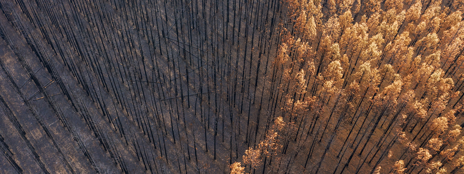 Climate Transition And The Fed