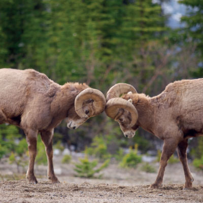 Culture Clash: Diagnosing The Strengths And Weaknesses Of Your Most Important Element For Change