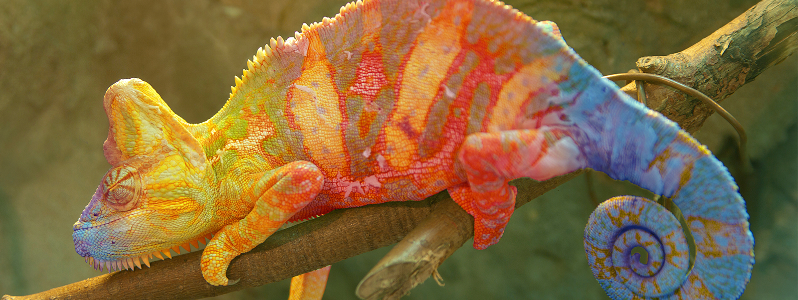 Rise of the Chameleon