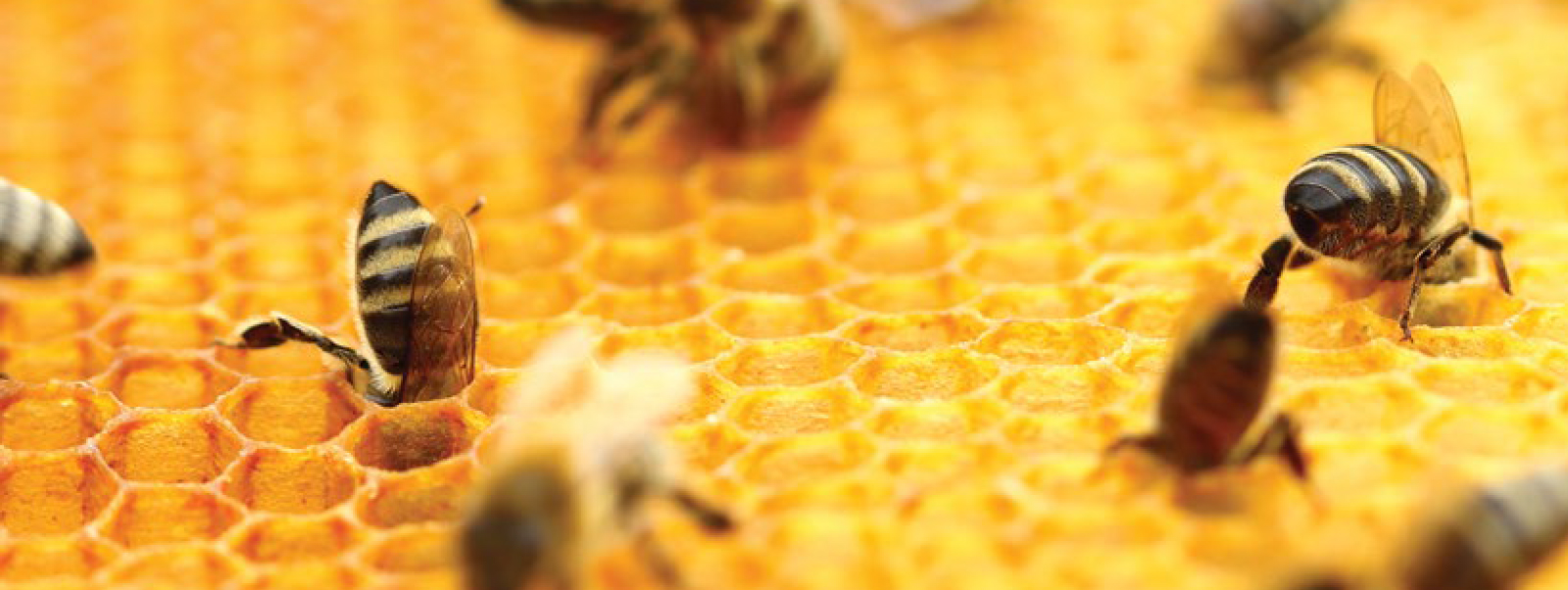 Singapore Productivity Challenge