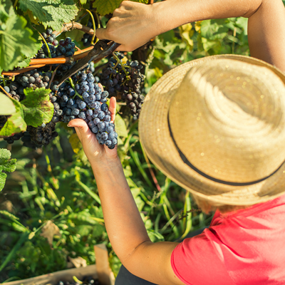 France’s “Red Tape” Costs Of Brexit