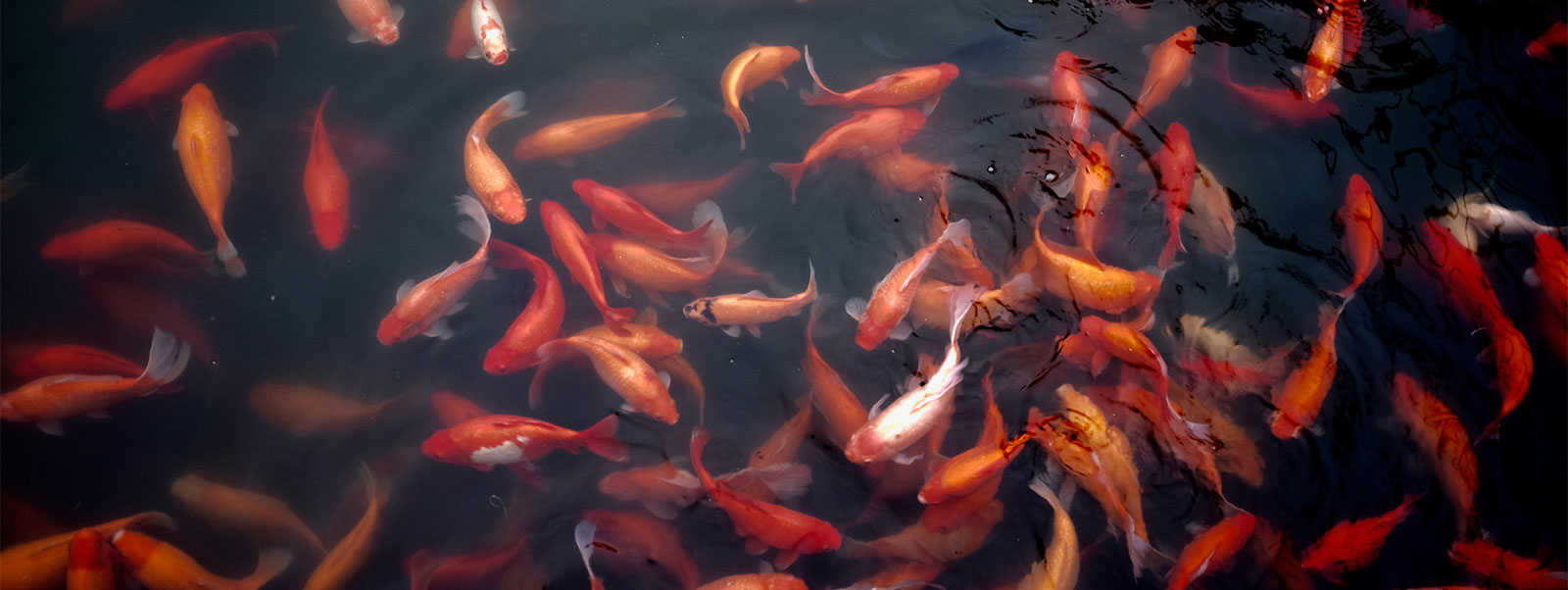 Non-Financial Risk Convergence and Integration