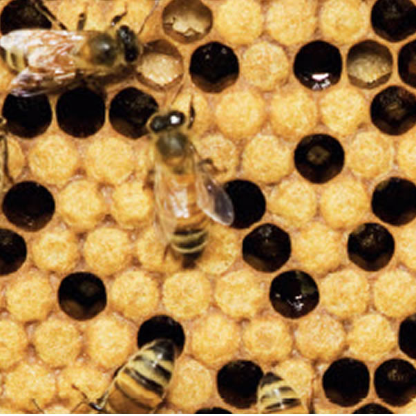 Rethinking Operational Governance