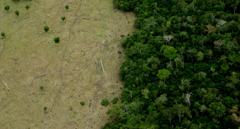 Aerial view of deforestation showing cleared land alongside dense green forest, illustrating environmental changes associated with physical climate risks.